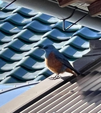 この鳥は何ですか 教えて下さい イソヒヨドリのオスですね Yahoo 知恵袋