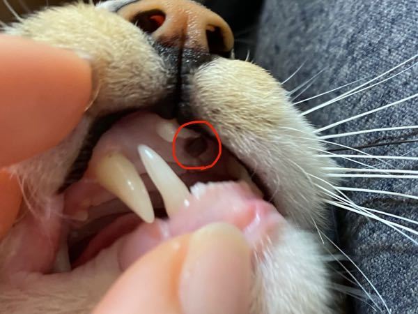 猫の上顎の歯のうしろに黒いホクロみたいなのがあるんですが、これってどの猫ちゃんにもあるものですか？(´・_・`)