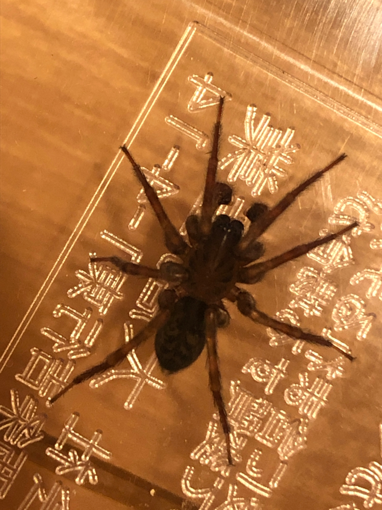 何という名前の蜘蛛ですか？大きさは10円玉ほどです。冬の室内にいました。