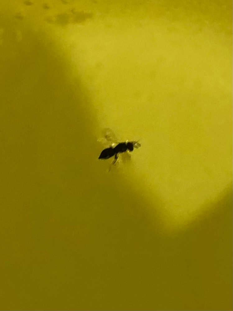 家の中を飛ぶこの虫は何ですか？ 黒色でお尻がとんがっています。何匹退治しても、毎日１〜２匹飛んでてイライラします。 食品庫などの粉物や乾物類は全て年末に片付けているので、何から出ているのか不明です。 対処方法などあれば教えて下さい。