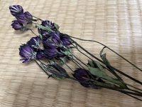 花の名前を知りたいです黒紫色の一つ一つの花びらの細い小さい花でドライフラワー Yahoo 知恵袋