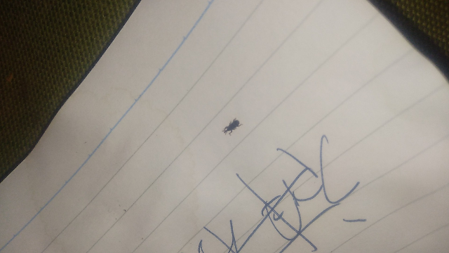 この虫はなんですか？