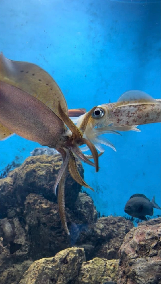 これはイカの交尾ですか Yahoo 知恵袋