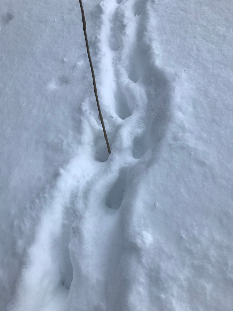 北海道の雪山で見つけた動物の足跡です。 何の動物かわかる方、教えてください！