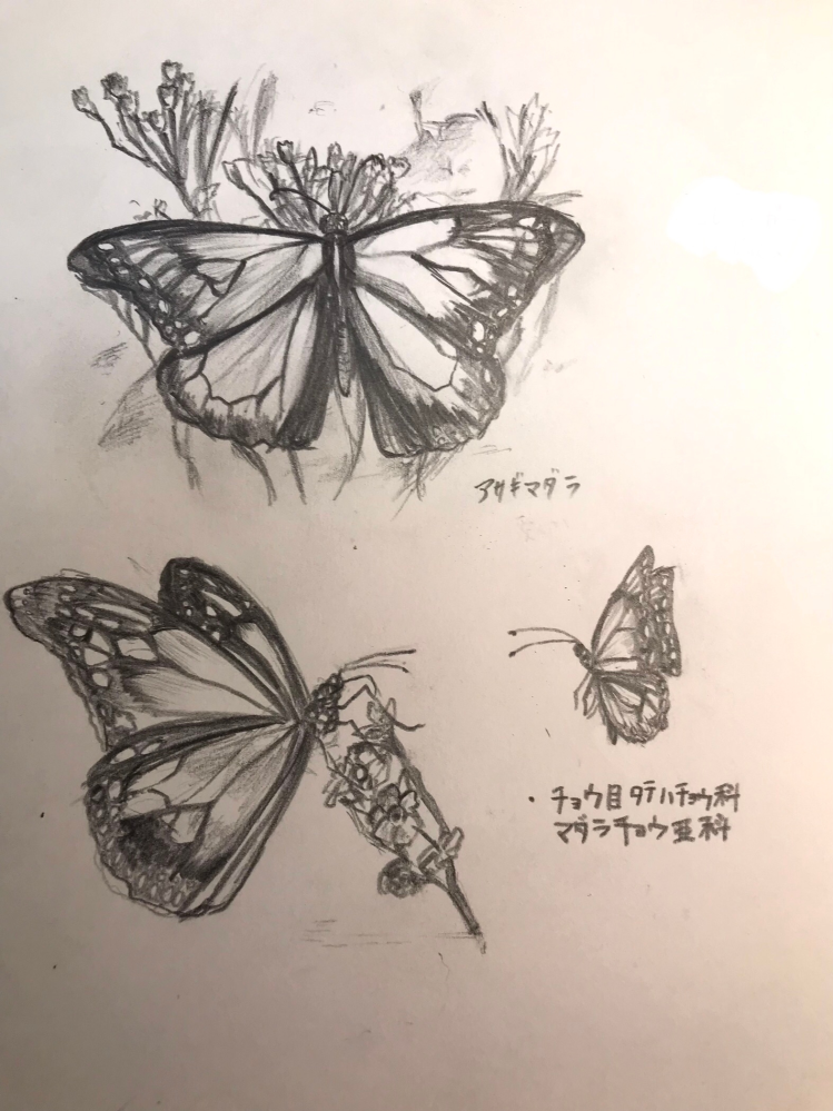 中一です! アナログで好きな蝶を描いてみました。 (アサギマダラ) 写真や物を見て描くということが大事と知恵袋で教えてもらったので練習用に描いてみました！ アドバイスとかあったら教えて欲しいです。