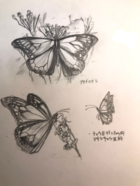 中一です アナログで好きな蝶を描いてみました アサギマダラ 写真や物を見て描 Yahoo 知恵袋