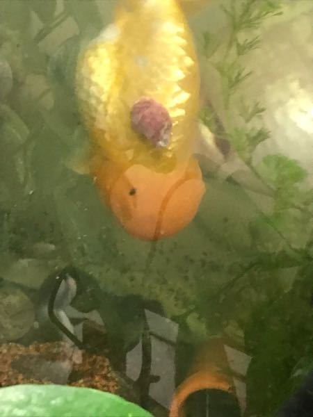 この金魚の腫瘍はなんでしょうか。長い間ついてます。そして破れて白いのがでています。