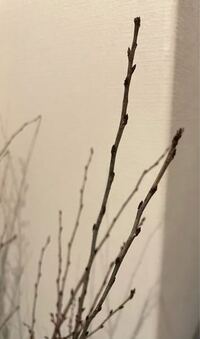 お礼100枚 桜の枝を花瓶で育てて 花は咲くのでしょうか 2月 Yahoo 知恵袋