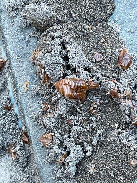 公園の砂場にこんなのがおちてました…。 何か虫の抜け殻っぽいです。 何の虫の抜け殻でしょうか？ ゴキブリですか？？