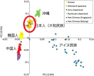 日本人は「ほぼ単一民族」、日本国籍を持つ日本人の「９５％以上」が遺伝学上ほぼ均一な「大和民族」です、しかし、民族の定義はどうのこうのなど、何とか否定しようとしている人がいますが何故なのでしょう？ . 2003年に「ヒトゲノム」のDNA塩基配列が解明され、それまでは、ゲノム中の僅かな範囲しか調べられなかった人類進化の研究において、一挙に30億個の塩基配列を調べることが可能となり、数万～数十万倍解像度が上がりました。これは、以前は虫眼鏡程度（ミトコンドリアＤＮＡ、Ｙ染色体ハプロタイプなど）であったものが、光学顕微鏡を飛び越えて、電子顕微鏡レベルに解像度が上がったことを意味します、「日本人」は、「ほぼ単一民族」と言っていいでしょう。その理由は、「核ゲノム（つまりDNAです）」で見た場合、「日本人」の「95％以上」が「大和民族（ヤマト人）」であり、遺伝的に均質であるからです、その他、「沖縄人」「他の諸国からの帰化人」「アイヌ人（隠れアイヌ人を含め、多くても20万人くらい）」となります。なお、在日朝鮮人は日本国籍ではないので除外します。「沖縄人」と「アイヌ人」を足しても日本人の「2％」ほどです。その他の少数民族として、ウイルタ、ニヴフもいますが、極めて少数となります。 --- 「核ゲノム」を使って計算する方法は、日本では「2008年」に理化学研究所が行い発表しました。 ↓「1人あたり約14万個所のDNA塩基多型を用いて日本人の集団構造を解明（2008年 理研）」 https://www.ims.riken.jp/pdf/20080926_1.pdf#search='1%E4%BA%BA%E3%81%82%E3%81%9F%E3%82%8A%E7%B4%8414%E4%B8%87%E5%80%8B%E6%89%80%E3%81%AEDNA%E5%A1%A9%E5%9F%BA%E5%A4%9A%E5%9E%8B%E3%82%92%E7%94%A8%E3%81%84%E3%81%A6%E6%97%A5%E6%9C%AC%E4%BA%BA%E3%81%AE%E9%9B%86%E5%9B%A3%E6%A7%8B%E9%80%A0%E3%82%92%E8%A7%A3%E6%98%8E%EF%BC%882008%E5%B9%B4+%E7%90%86%E7%A0%94%EF%BC%89' ↑↓以下の方法で、スーパーコンピューターを使って演算計算を行います。 ①個人からなるべくたくさんの SNP の遺伝子型を数値化 ②人数×SNP 数の総データを作る ③次に、統計解析のために数値を標準化する ④そして、個人対個人の総当りの、遺伝子型の相関の度合いのデータを得る ⑤主成分分析により個人間のばらつきを最大にする軸をきめ、上位の軸（例えば、第1成分と第2成分）でプロットを作成する ⑥第1成分の軸は、個人間のばらつき最大になるように選ばれている。第2成分の軸は、個人間のばらつきが次に大きくなるように選ばれている ----- ↓2017年に東北大学がデータベース化を開始しました。 ↓日本人3,554人分の全ゲノムリファレンスパネルを作成（東北大学 2017年7月18日） https://www.tohoku.ac.jp/japanese/newimg/pressimg/tohokuuniv-press20170718_05web.pdf ↑日本列島内の地域集団の微細な違いは確認されるものの、他のアジア集団のゲノム情報とは、大きく、かつ明確に異なる日本列島出身者としてのまとまりが検出されました。 関連：起源、ルーツ、徴用工、縄文、弥生、慰安婦、竹島（独島）など ↓「日本人（大和民族）」は、「北海道」から「九州」まで、地域集団の微細な違いは確認されるものの、同じ「クラスタ円」の中に納まり、その「クラスタ円」は、「中国人、韓国人」からは、明確に、かつ大きく離れてしまいます。 Nature：「ネイチャー」は、1869年11月4日、イギリスで天文学者ノーマン・ロッキャーによって創刊された総合学術雑誌。世界で最も権威のある学術雑誌の一つ。 ↓Abstract https://www.nature.com/articles/jhg201579 ↓図(Figure1) https://www.nature.com/articles/jhg201579/figures/1 遺伝学上「大和民族」は↓赤丸で囲った範囲に入ります（クリックすると拡大できます）。