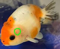 らんちゅうの目の横が赤くなっています ニキビのようなものもあります Yahoo 知恵袋