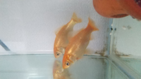 金魚を貰い 飼い始めて１年半ほどになります この種類の金魚４匹 デメキン Yahoo 知恵袋