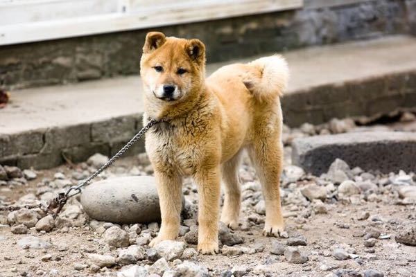 韓国の珍島犬って柴犬なんですか？ 日本の柴犬と違うところを教えて下さい。