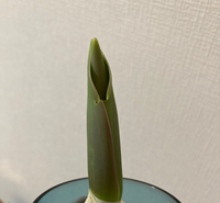 チュウリップ水耕栽培で芽が黄色いですが緑色になり育っていくでしょ Yahoo 知恵袋
