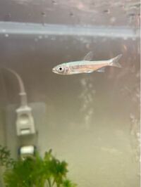 先ほど 3種類の淡水魚について質問しました こちらは何の魚かわかりますか Yahoo 知恵袋