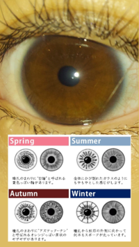 ⚠︎目の写真注意 瞳の柄？模様？でパーソナルカラーを診断できるのがありますが、この写真だと何になりますか？

イエベ春 イエベ秋 ブルベ夏 ブルベ冬