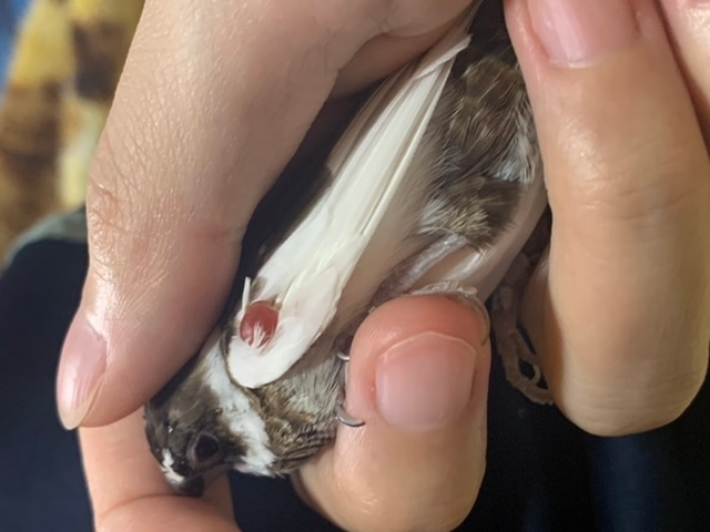 飼っているジュウシマツの羽根にデキモノが出来ています！福岡市内の動物病院でジュウシマツを治療出来るところは有りますか？
