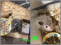 私が飼っているゴールデンハムスターの毛の色が 1年半でここまで色 Yahoo 知恵袋