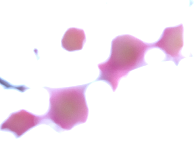 紅梅の写真を逆光で撮影していて露出オーバーにしたら現代アート風になったのですが、これは梅の写真として通用しますでしょうか？