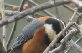 この鳥は何でしょう？ 北九州市の庭に来ました。オレンジなのではジョウビタキかと思いますが、頭が白くなく白いラインです。