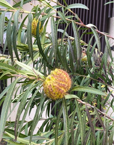 添付画像の植物の名前を教えてください。 実のような丸いものは直径約5cm 幹の高さは数m 1月の東京 よろしくお願いします。
