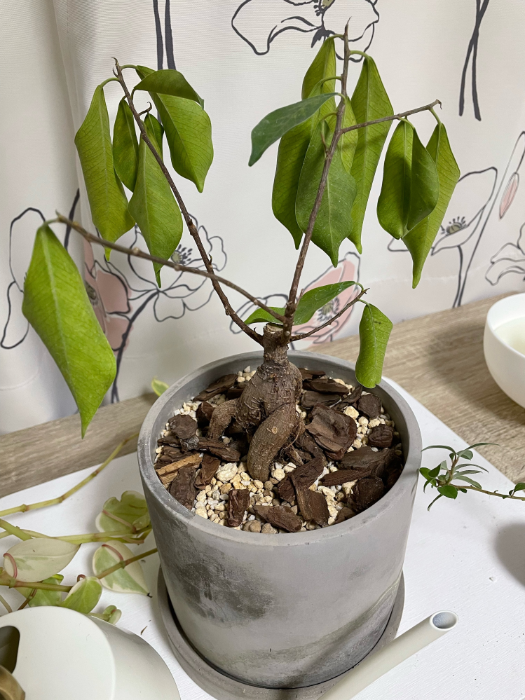 ガジュマルの元気がありません 2週間ほど前から 葉がしおれてしまいました 触る Yahoo 知恵袋