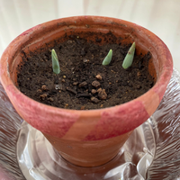 謎の球根を植えたんですけど これは何が咲きますか 限りなくチュ Yahoo 知恵袋