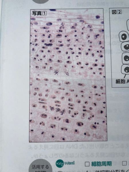 生物基礎の課題です。 写真①を観察すると，観察される細胞数（割合）は、間期の細胞の方が分裂期の細胞よりも多い。このことは、何を意味するでしょうか。 （写真①は、玉ねぎの根端の細胞を染色して顕微鏡で観察したもので、細胞周期の様々な時期の細胞が見られる。） 全くわかりません。回答よろしくお願いします。