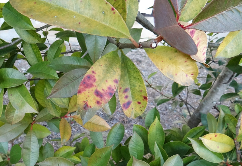カナメモチの木について質問します。 生垣にしているカナメモチの葉が画像のように斑点を帯びてきました。 原因と対処法を教えてください。