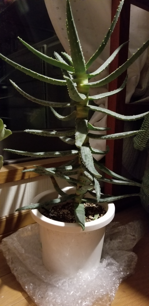 植物初心者です。 - ヤフオクでアロエ・ラモシシマを購入したのですが