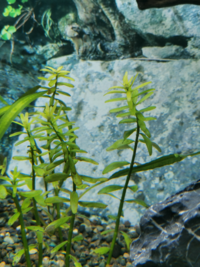 この水草はなんという名前でしょうか 詳しい方教えて頂けたら幸いですm Yahoo 知恵袋
