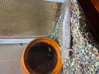 ポリプテルスアンソルギー ポリプテルスラプラディポリプテルスビキー Yahoo 知恵袋