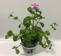 花の名前を教えて下さい 鉢植を買ったら 何かの種が飛んで来ていたよう Yahoo 知恵袋
