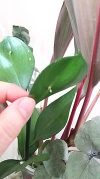 年末にいただいたアレンジメントの花が徐々に枯れて 残った葉っぱから芽 Yahoo 知恵袋