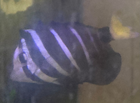 この熱帯魚の名前はなんですか 実家に昔からいるお魚です 黒の縦縞 黄色のしっぽ Yahoo 知恵袋