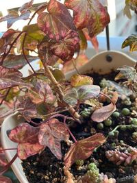 アイビーとゼラニウムが木質化してしまいました 見た目が良くない Yahoo 知恵袋