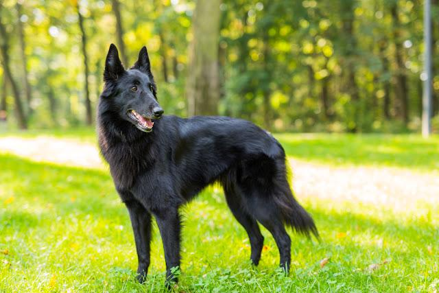 この犬の犬種などを教えて下さい シェパードはシェパードなのですが 日本でよ Yahoo 知恵袋