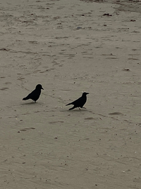 この左側のカラスはなぜこんなにスタイルが悪いのですか 太っているの Yahoo 知恵袋