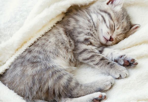 あなたの猫ちゃんはいつもどこで眠りますか？