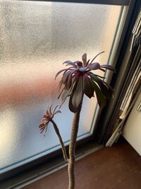 黒法師の土を変えたら元気が無くなりました 冬だからまずいかな Yahoo 知恵袋