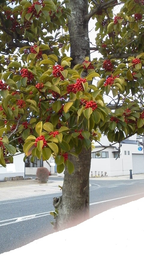 これは何という木でしょうか 町の街路樹でいくつか植えられています 赤 Yahoo 知恵袋