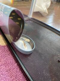 至急ですウーパールーパーを飼い始めてすこしたったのですが 隠れる場所がなく 土 Yahoo 知恵袋