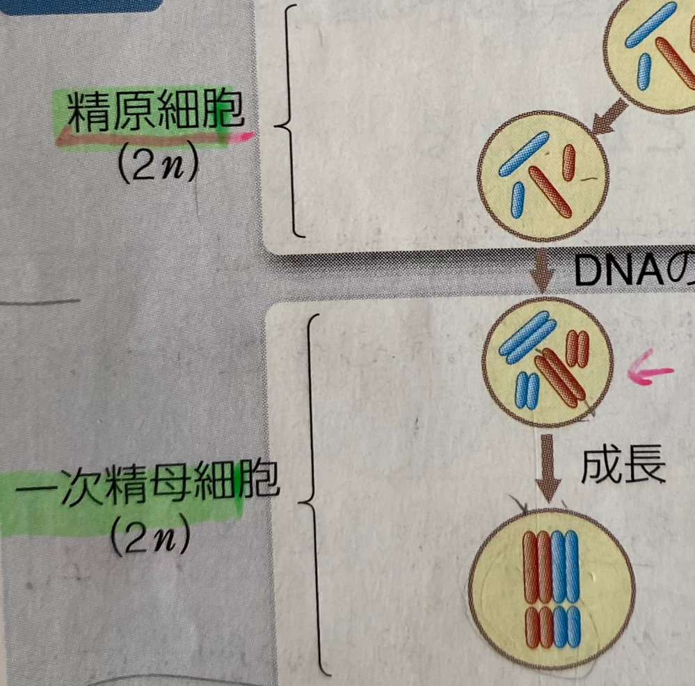 何故 精原細胞から一次精母細胞になる際 複製しても核相は2nのまま Yahoo 知恵袋