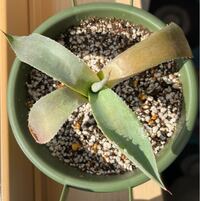 アガベパリー吉祥天実生を現在南向き窓の内側で育てているのですが購入し Yahoo 知恵袋