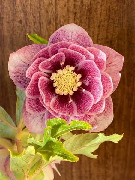 クリスマスローズの種類について - DDプリマヴェーラクリームゴールド