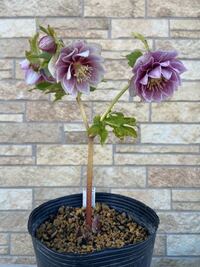 このクリスマスローズ円 Ddプリマヴェーラクリームゴールド D Yahoo 知恵袋