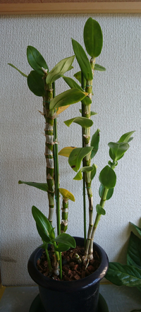 写真のように デンドロビウムの茎 から根っこのようなものが生 Yahoo 知恵袋