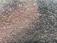 水草の種を撒いて3時間ほどで種が糸を引くようになりました これはカビですかね Yahoo 知恵袋