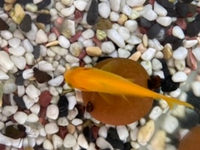 金魚が横になって浮いています 正直死にかけていると思います Yahoo 知恵袋