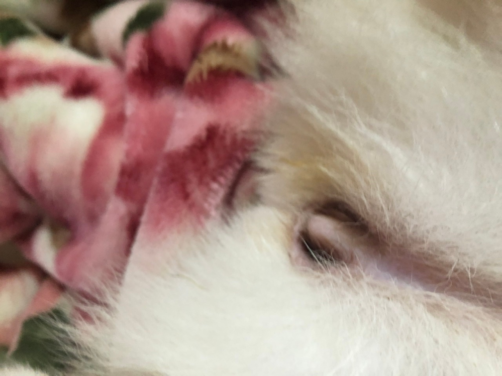 6ヶ月の犬 の陰部について質問です 写真有陰部の周りが茶色っぽくなっているの Yahoo 知恵袋